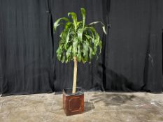Indoor Decorative Plant, 1840mm High Complete With Pot. Please Note: Auction Location - Bay Studios,