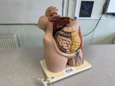 Freestanding Human Organ Display. Please Note: Auction Location - Bay Studios, Fabian Way, Swansea