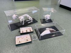 6no. Wildlife Anatomy Displays. Please Note: Auction Location - Bay Studios, Fabian Way, Swansea SA1