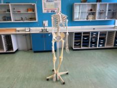 Mobile Life Size Human Skeleton, Head Not Present. Please Note: Auction Location - Bay Studios,