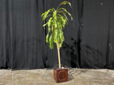 Indoor Decorative Plant, 2120mm High Complete With Pot. Please Note: Auction Location - Bay Studios,