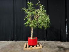 Indoor Decorative Plant, 2300mm High Complete With 600mm dia. & 400mm Tall Pot. Please Note: Auction