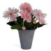 RRP £60 Brand New X4 Leaf 33Cm Potted Daisy