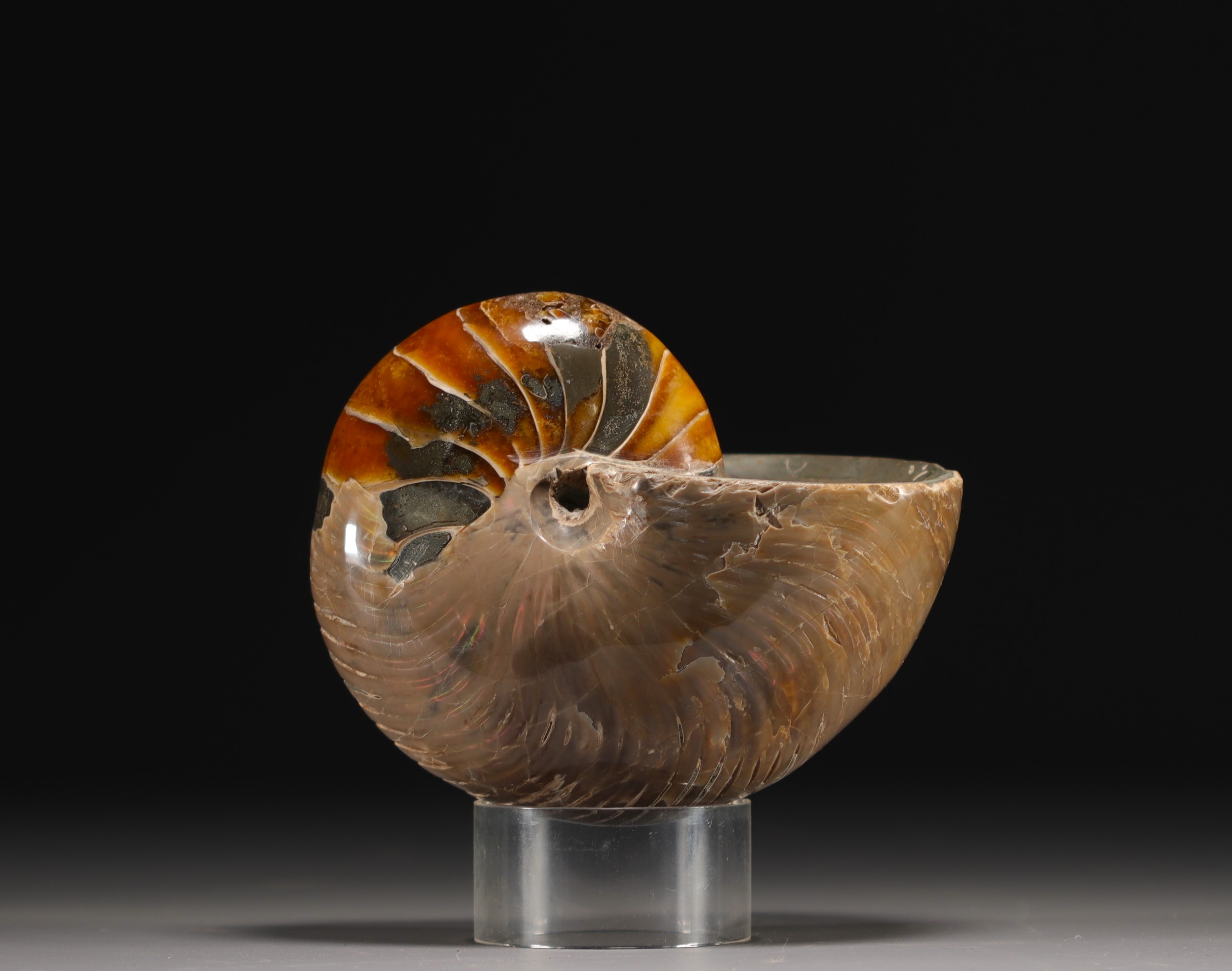 Polished ammonite