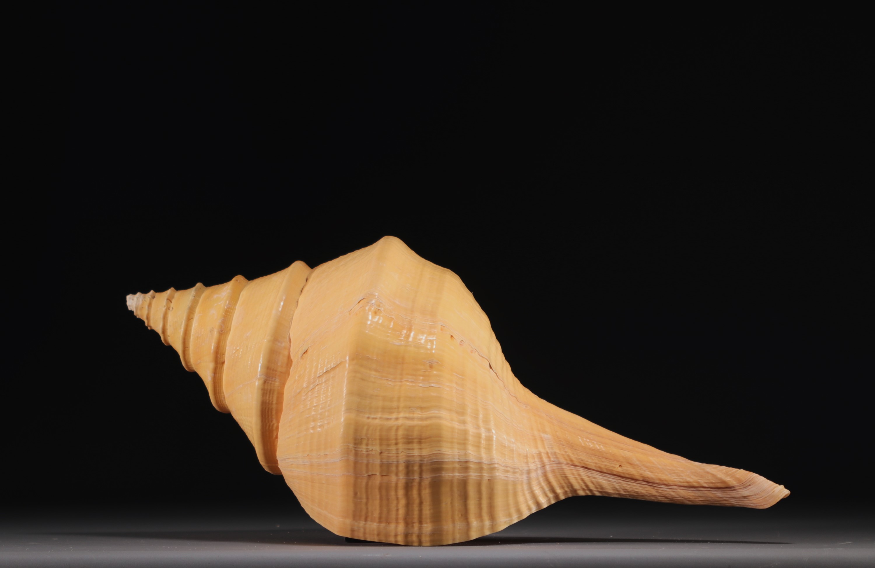 Large shell - Image 2 of 3