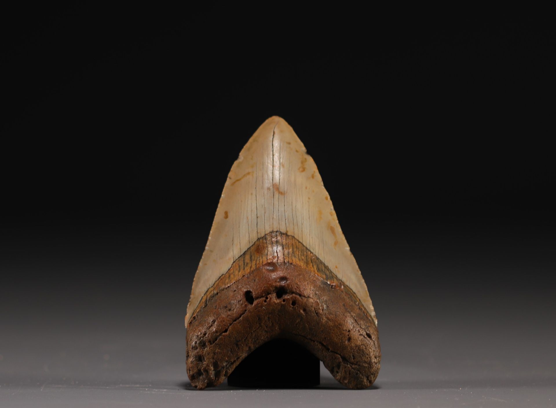 Megalodon's tooth