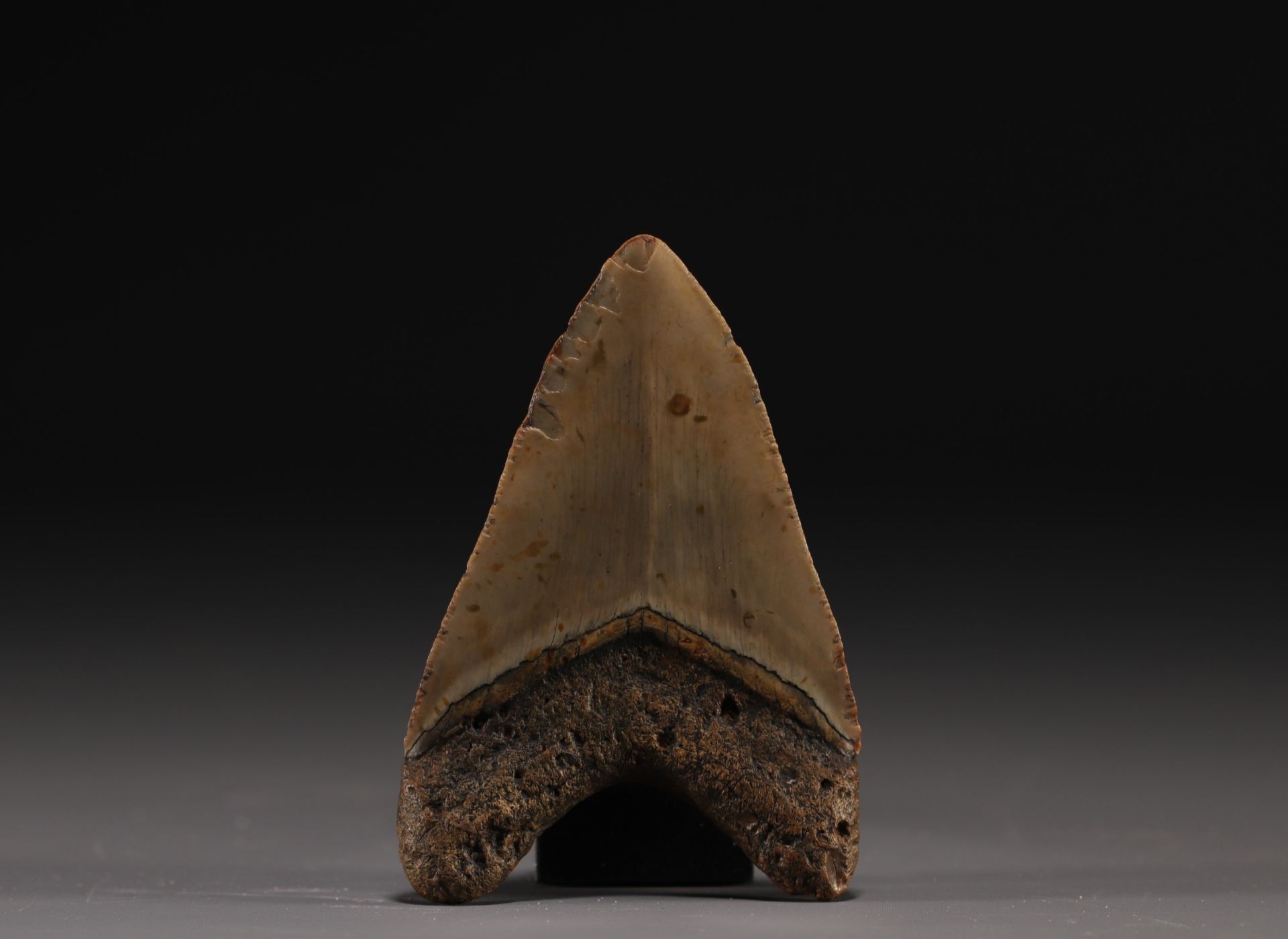 Megalodon's tooth - Image 2 of 2