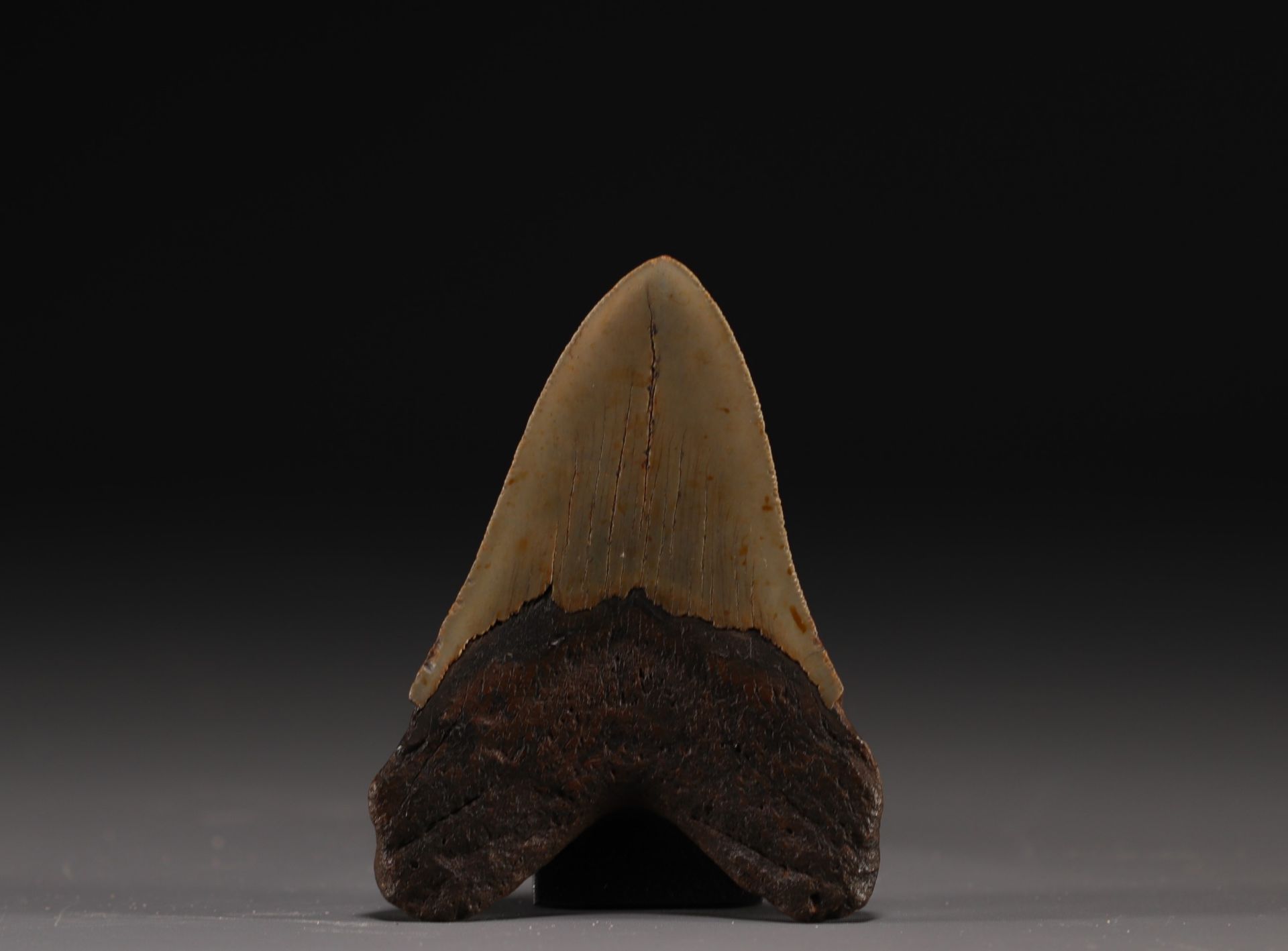 Megalodon's tooth - Image 2 of 2