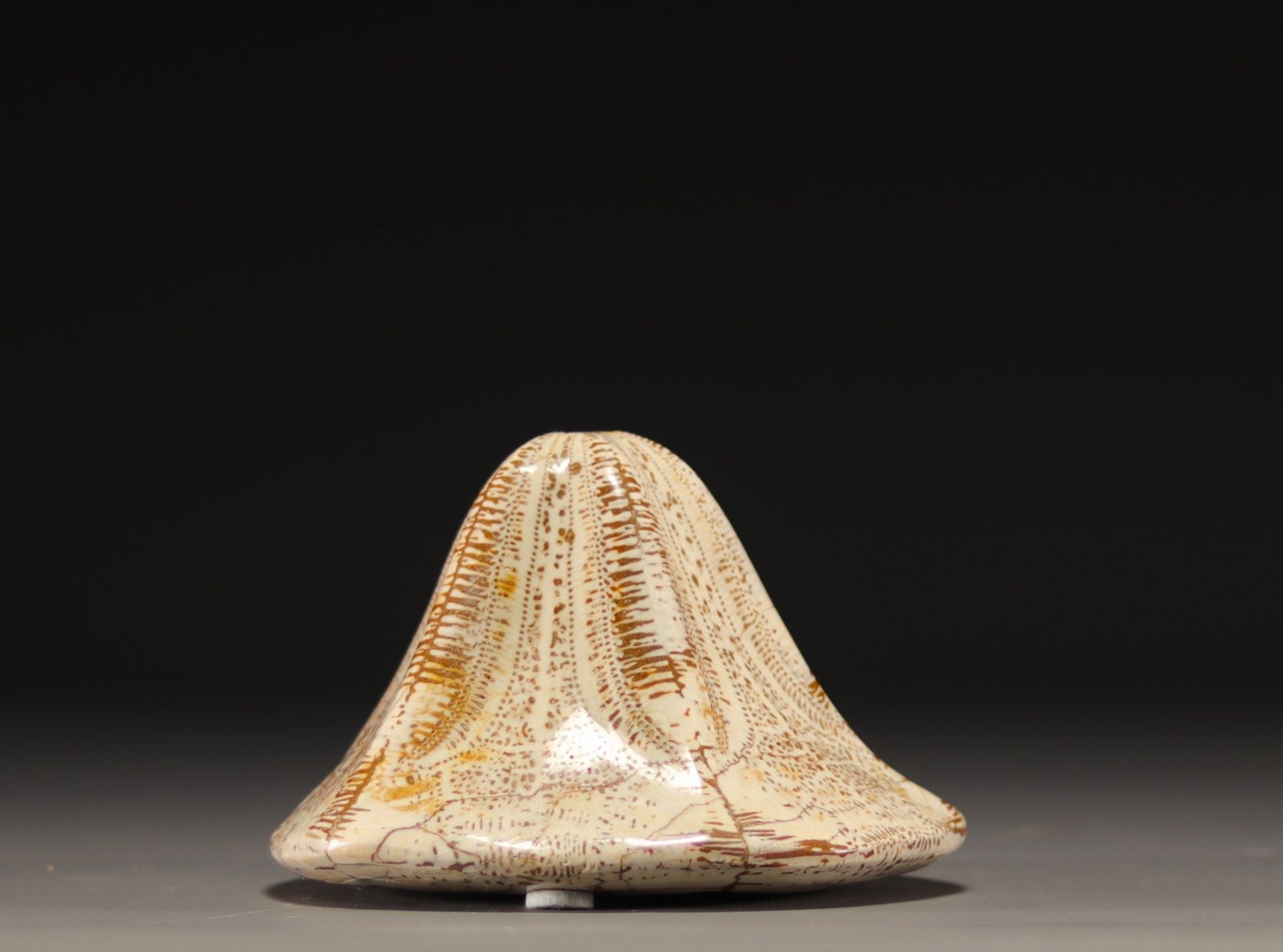 Fossilized and polished sea sponge