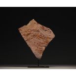 Rare fossilized Crinoids