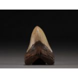 Megalodon's tooth