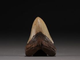 Megalodon's tooth