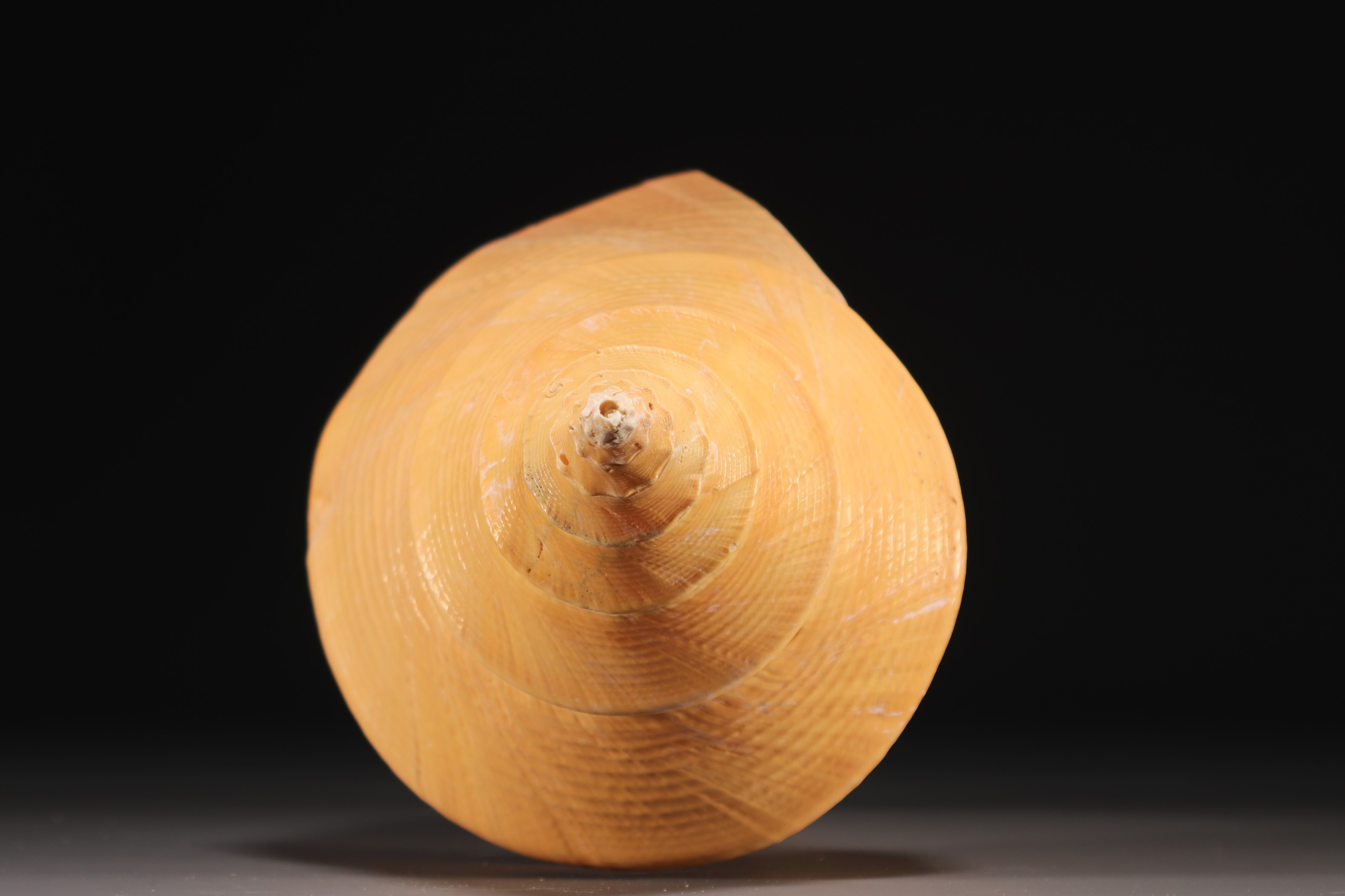 Large shell - Image 3 of 3
