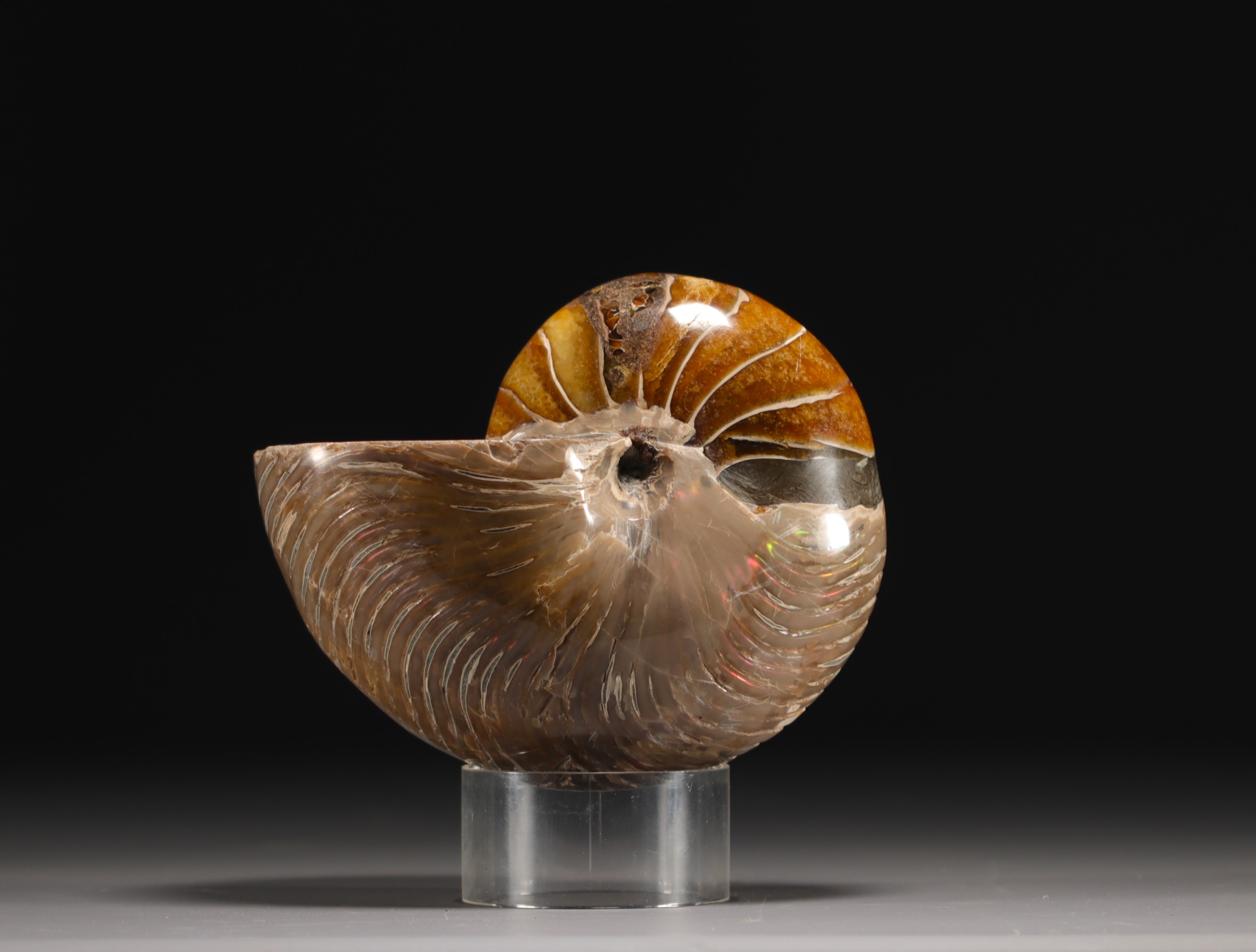 Polished ammonite - Image 3 of 3