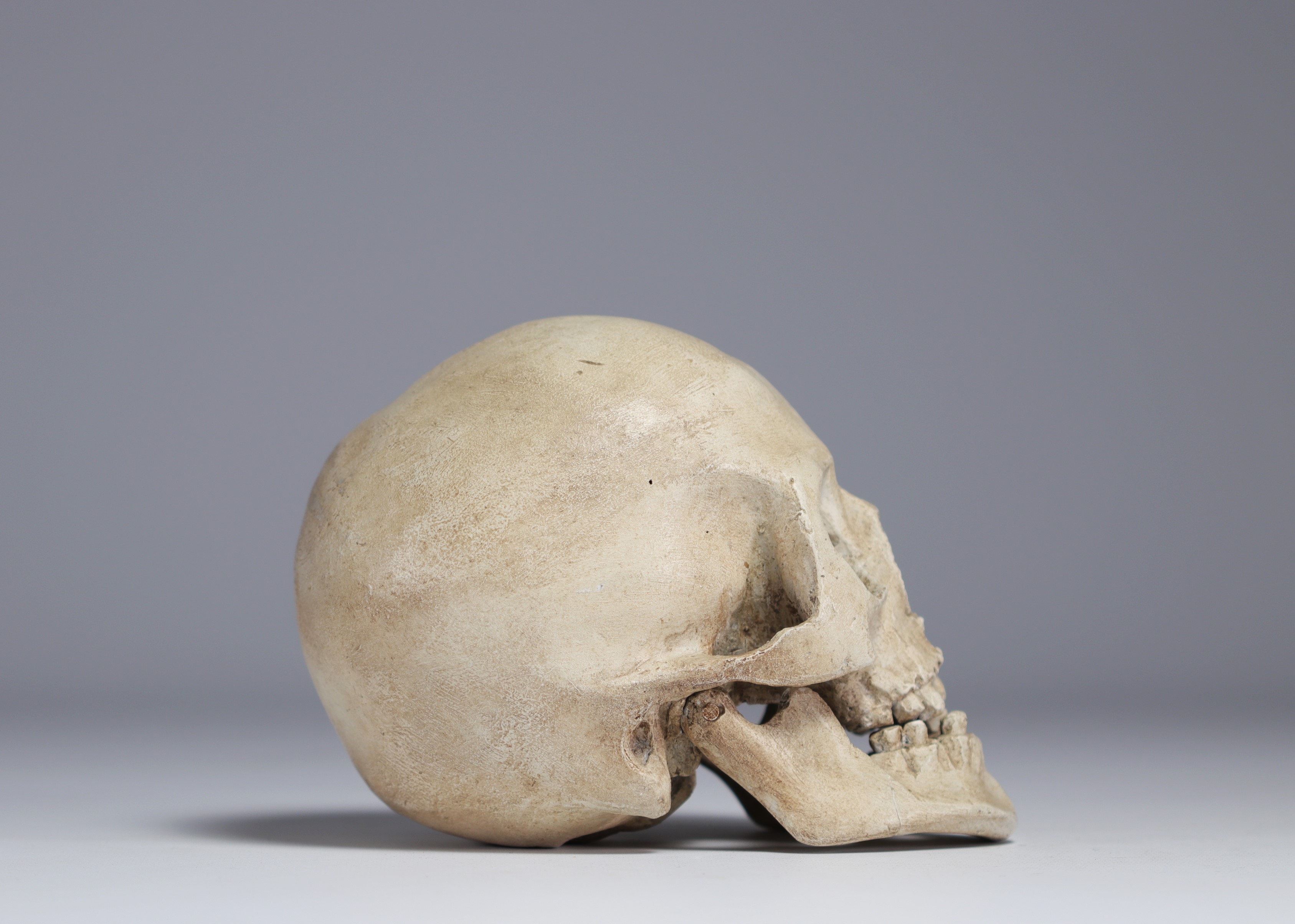 Skull, study work in plaster, late 19th and early 20th century. - Image 2 of 3