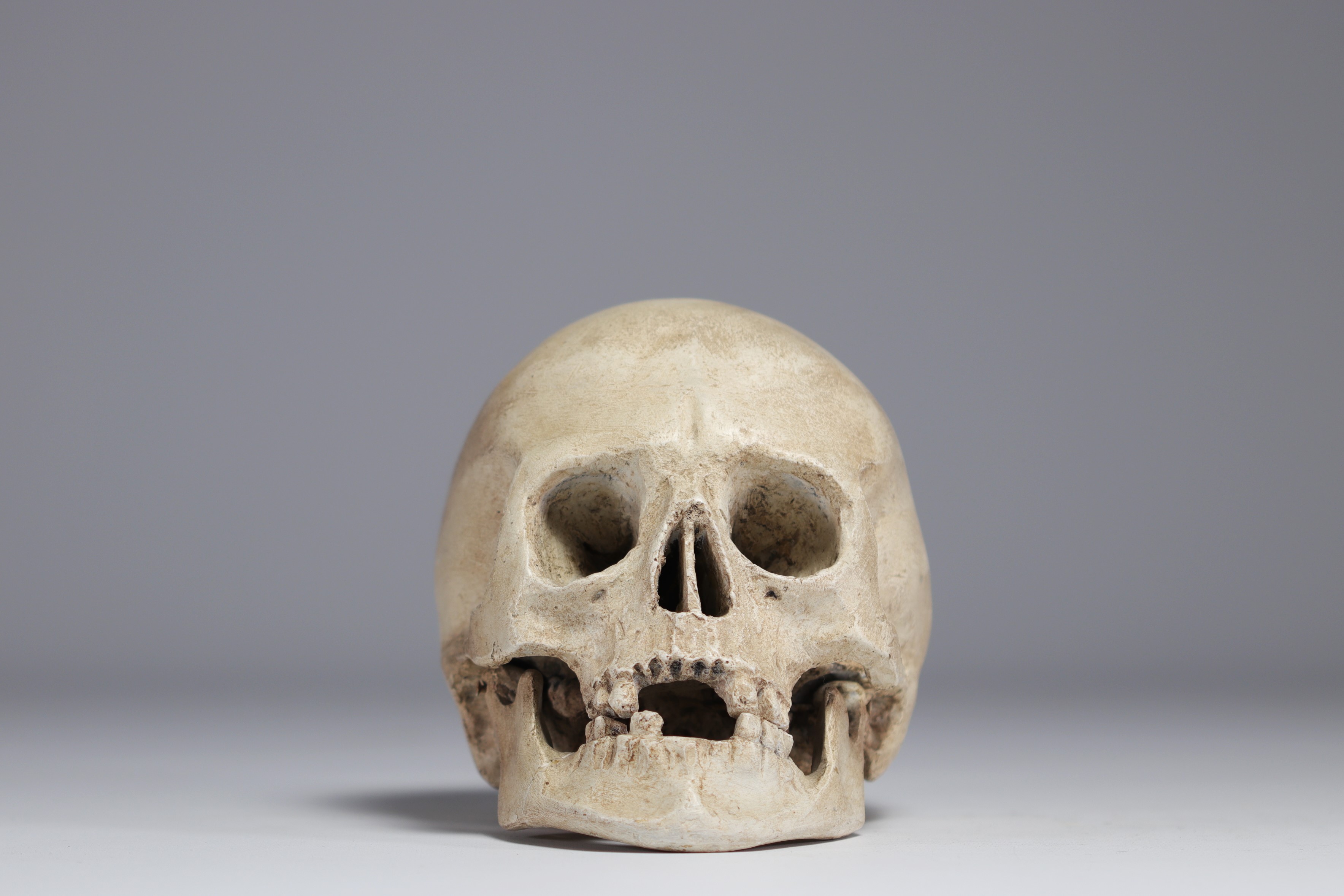 Skull, study work in plaster, late 19th and early 20th century. - Bild 3 aus 3