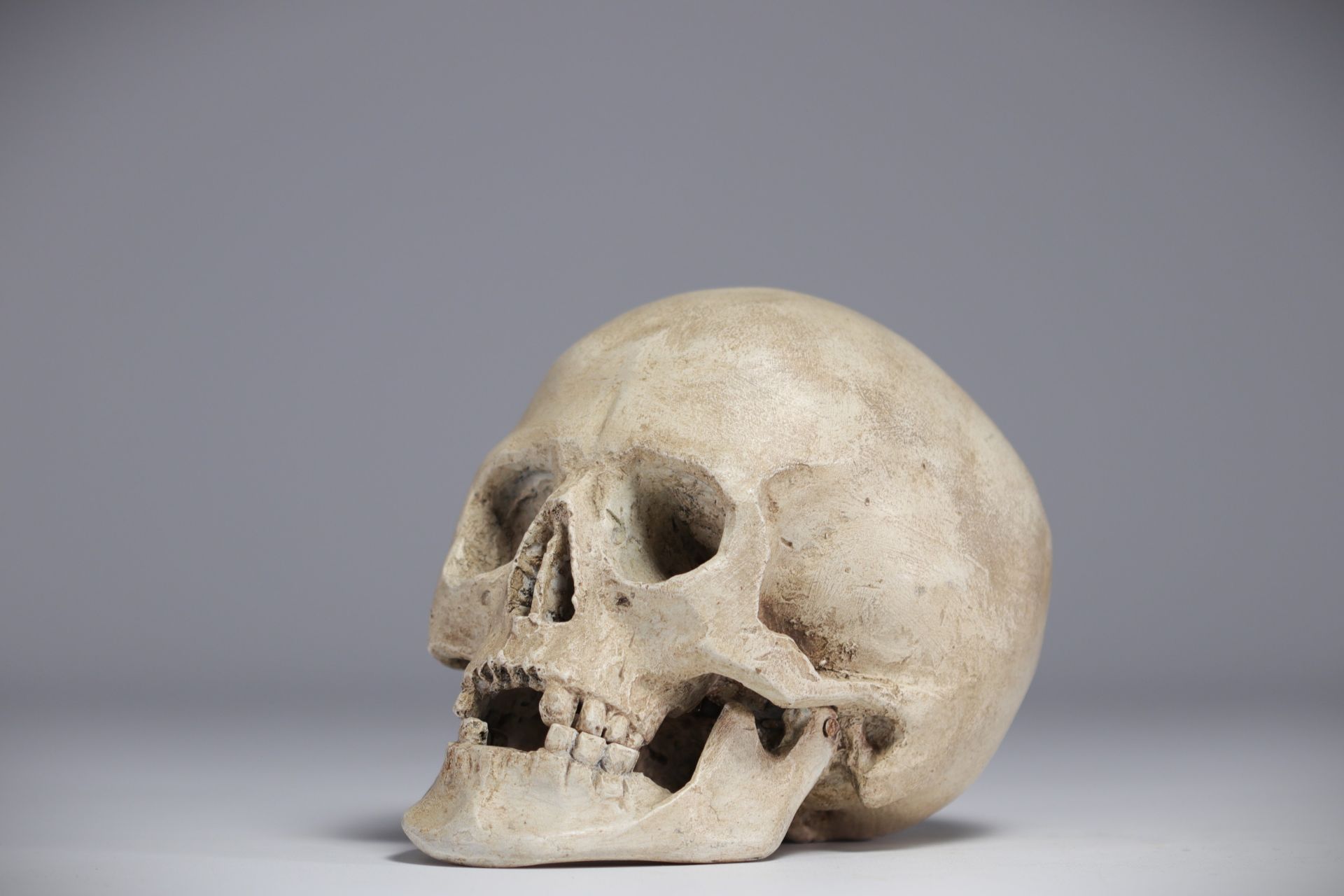 Skull, study work in plaster, late 19th and early 20th century.