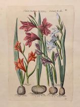 Pair of Botanical prints, after Emanuel Sweert (Dutch, 1552-1612) with hand colouring. Floral to