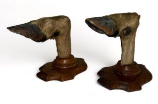 Pair of 20th Century Taxidermy deer hoof coat hooks, attached to shield mounts. Height 23cm.