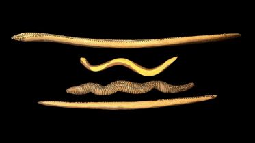 Four Aboriginal Carved Wooden Snakes: The first 92cm in length decorated with poker work dashes