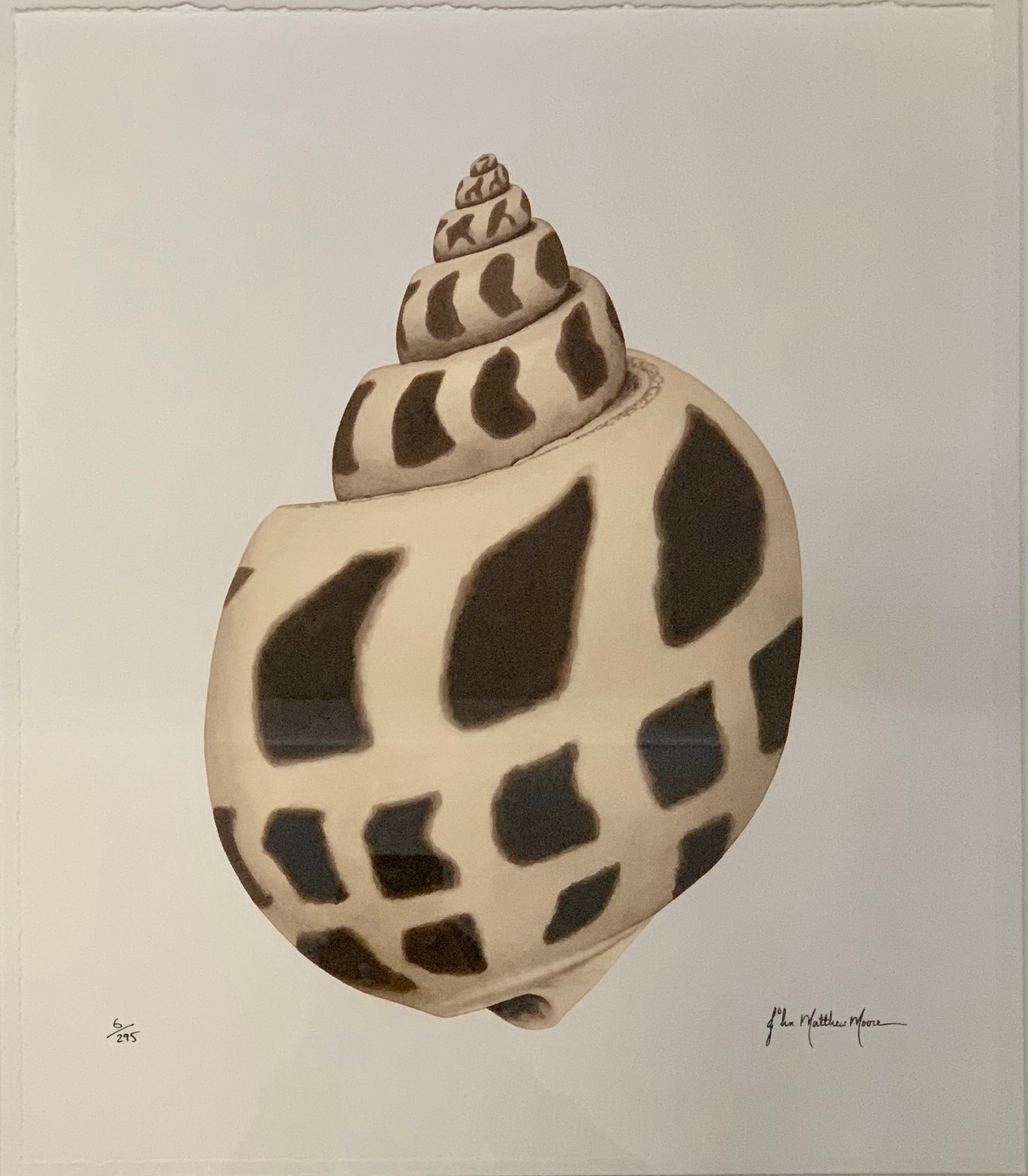John Matthew Moore (American, Contemporary), Shell limited edition Giclée print, edition 6/295.