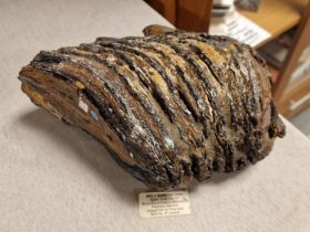 Woolly Mammoth Tooth Artefact Fossil - 20,000 Years Old