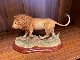 Border Fine Arts A5047 Lion from the Wild World series. Unboxed