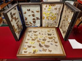 Antique Butterfly Wildlife Collection