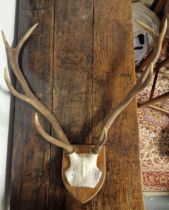 Deer Horns Pair Wall Mountable