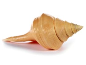 Grosse Rüsselschnecke