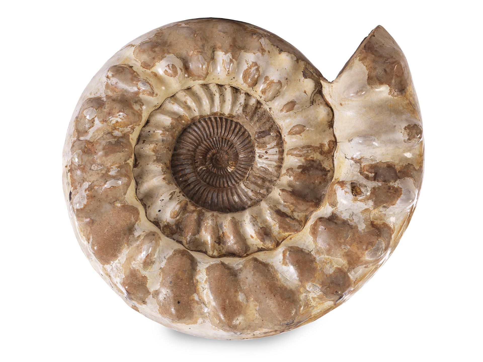 Grosser Ammonit
