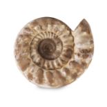 Grosser Ammonit