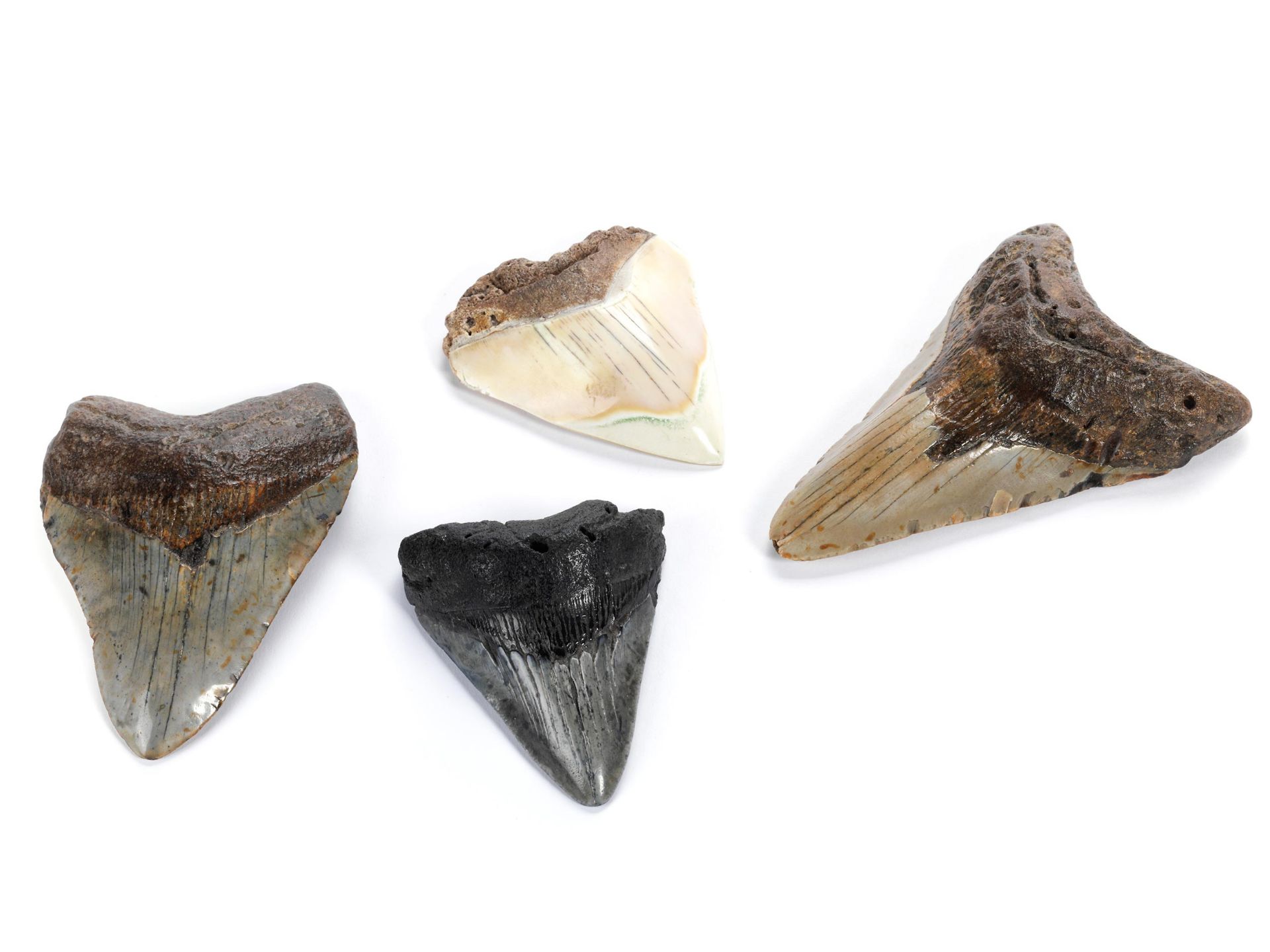 Sammlung von vier Megalodonzähne