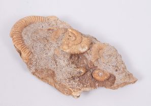 Kleine Ammonitengruppe, Paläozoikum, Fundort unbekannt