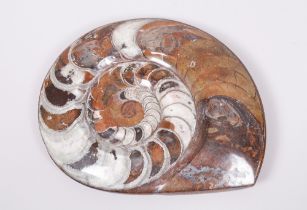 Großer, fossiler Ammonit, unbekanner Fundort
