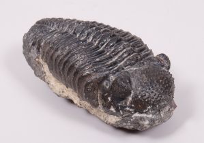 Trilobitfossil, Paläozoikum, Fundort unbekannt