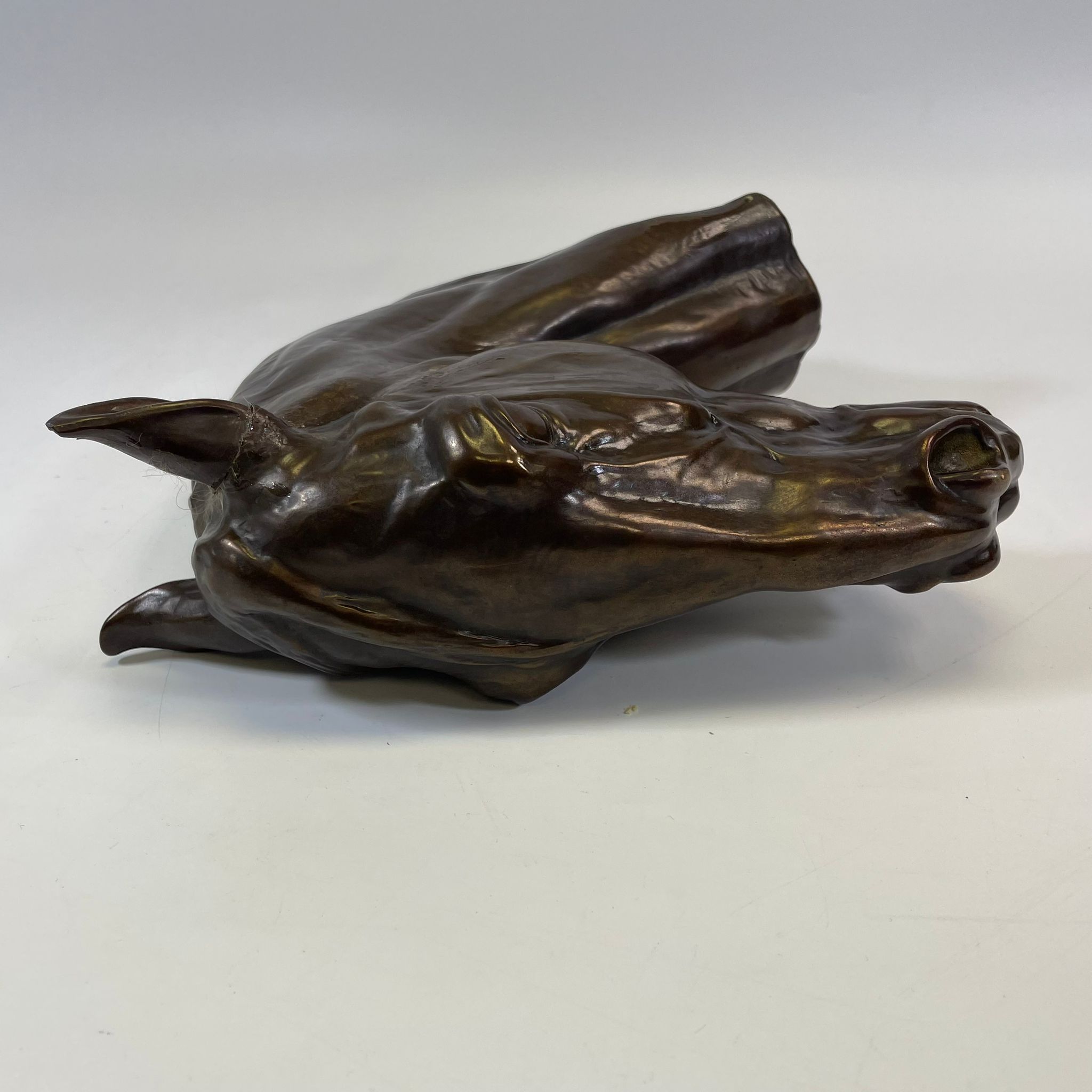 A bronze horses head after Albert Hinrich Hussmann (1874-1946) no. 1697/1.  29cm tall missing base - Image 6 of 6