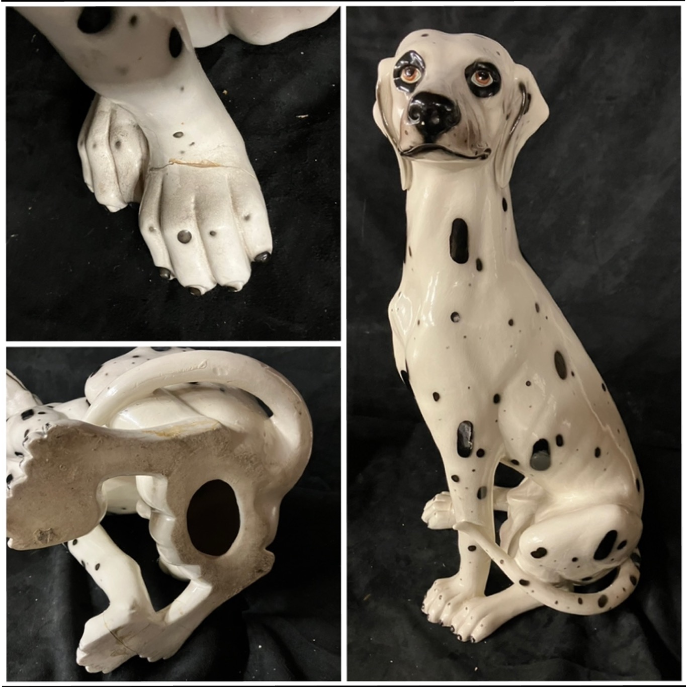 Large Dalmatian dog, damage to one front paw.