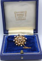 Unmarked yellow metal Seed Pearl Brooch with safety chain.  There is seed pearls that range in