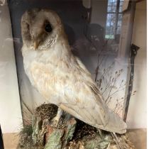 Pre 1947 Barn Owl Taxidermy in case,  Exempt from  Article 10 Not listed for CITES (checked)
