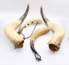 Collection of cattle horns, Highland and others.