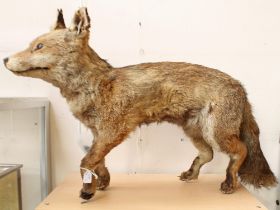 Taxidermy interest, free standing fox, early to mid 20th Century.