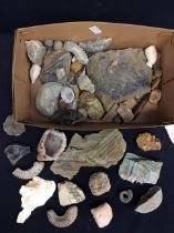 Large collection of sea and land fossils including crystal and rocks.