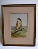 F.H. Roberts - A watercolour titled "Kestrel", framed and glazed, studio label verso, and written