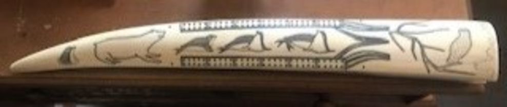 Scrimshaw walrus tusk, antique board.