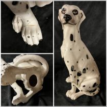 Large Dalmatian dog, damage to one front paw.