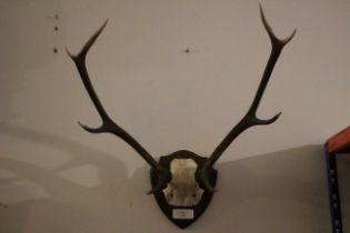 Deer antlers, on a mahogany wall plaque