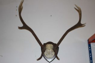 Deer antlers, on a mahogany wall plaque