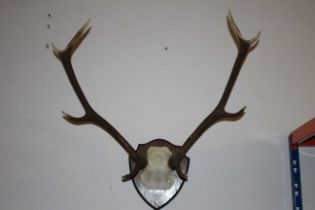 Deer antlers, on a mahogany wall plaque