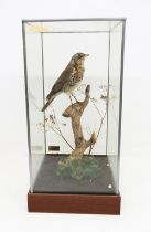 Taxidermy: Fieldfare (Turdus pilaris) in naturalistic setting, perched upon a branch, within glass